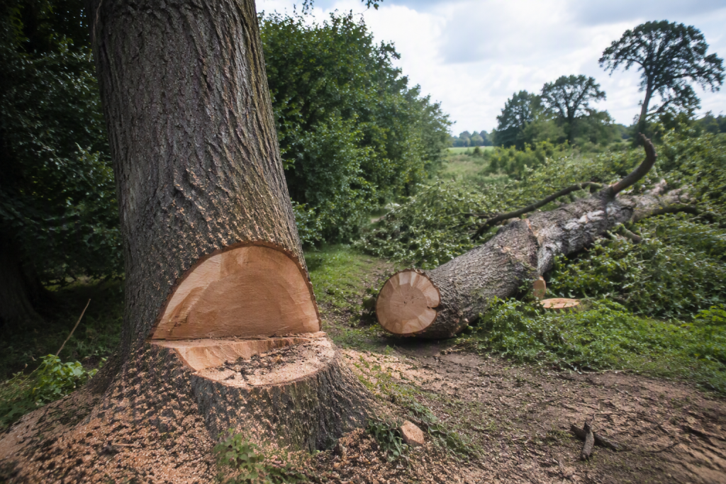 Do You Need Permission to Cut Down a Tree in Winchester?